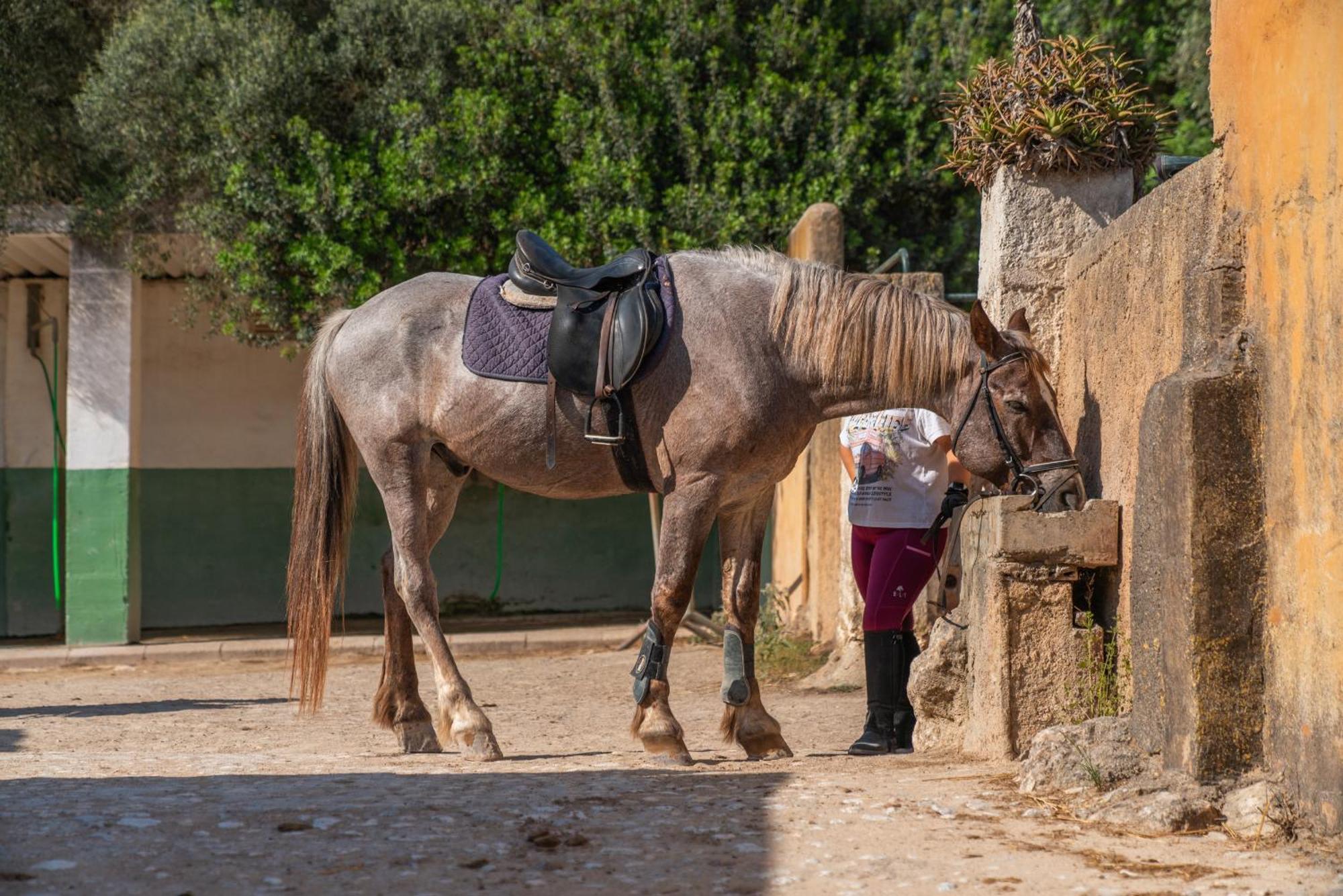 Finca Agroturismo Son Menut Felanitx Dış mekan fotoğraf
